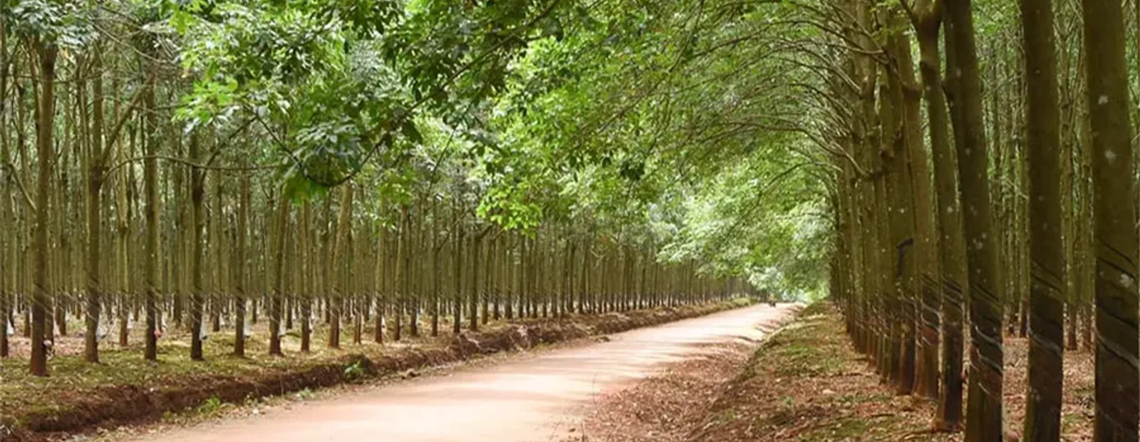 Con đường xuyên tán vườn cao su Phước Hòa