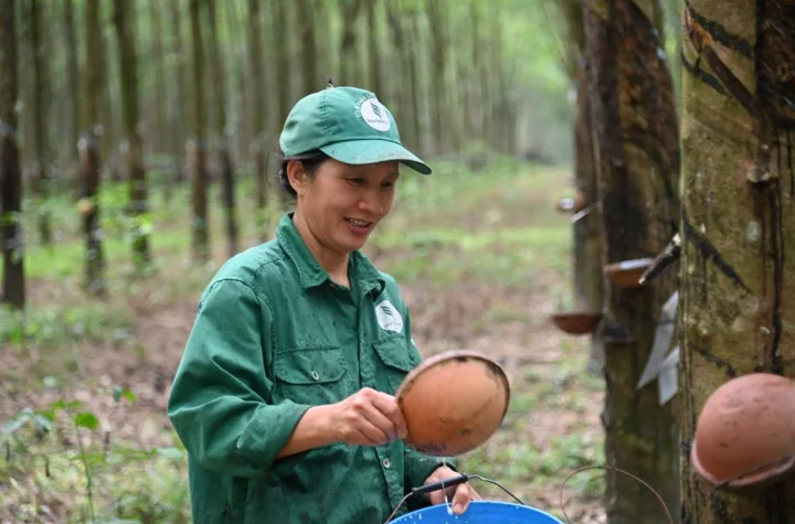 Công nhân thu mủ trên vườn cây